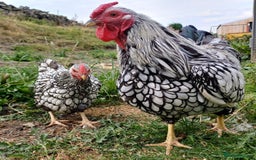 Chickens poultry for sale: Silver laced wynadotte breeding pair - Image 2