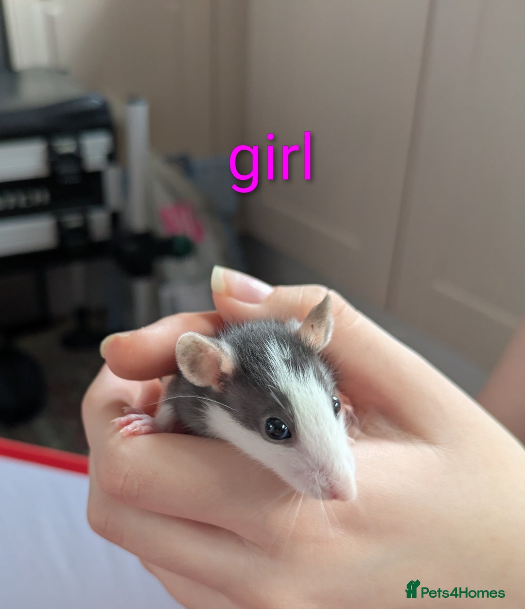Rat rodents for sale: Dumbo rats - Image 7