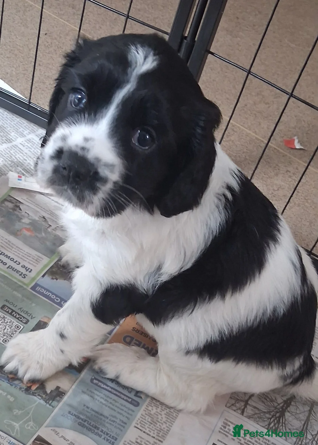 Sprocker dogs for sale: Gorgeous sprocker spaniel - Advert 2