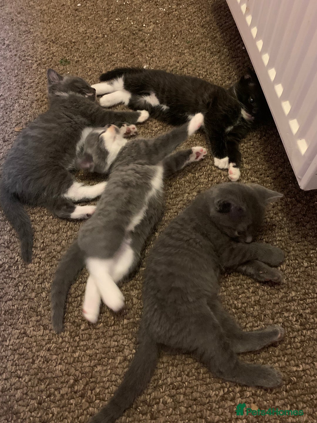 Mixed Breed cats for sale: Kittens  - Advert 3