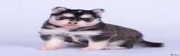 Pomsky dogs for sale: 5 girls and 3 boys are searching for 5 star homes - Advert 15