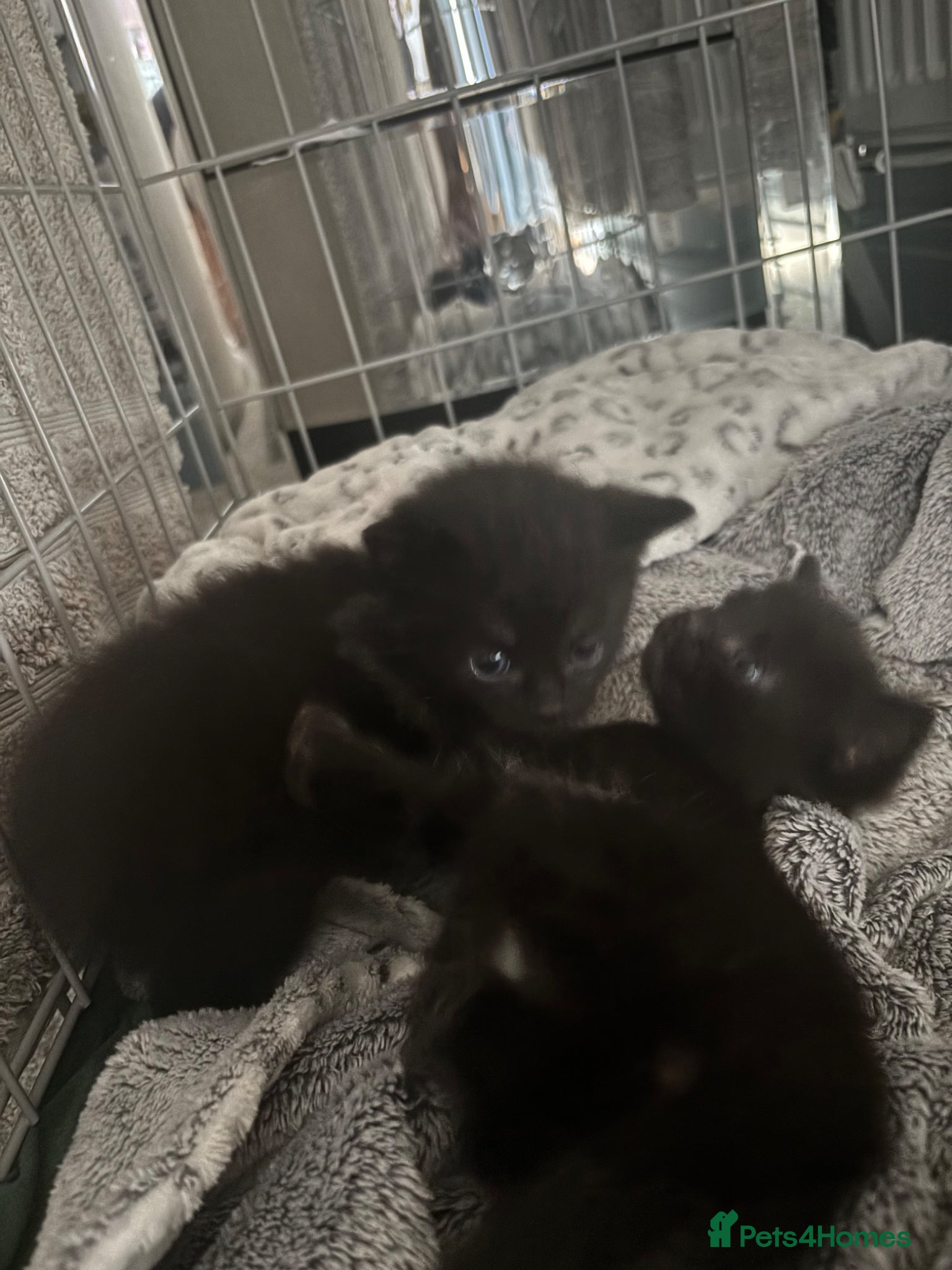 Mixed Breed cats Beautiful kittens  - Advert 18