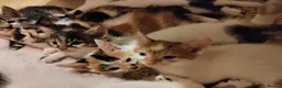 Mixed Breed cats for sale: Beautiful kittens looking for forever homes  - Advert 25
