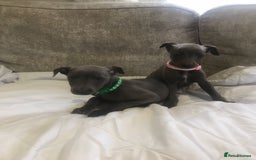 Whippet dogs for sale: Whippet puppies  - Image 8