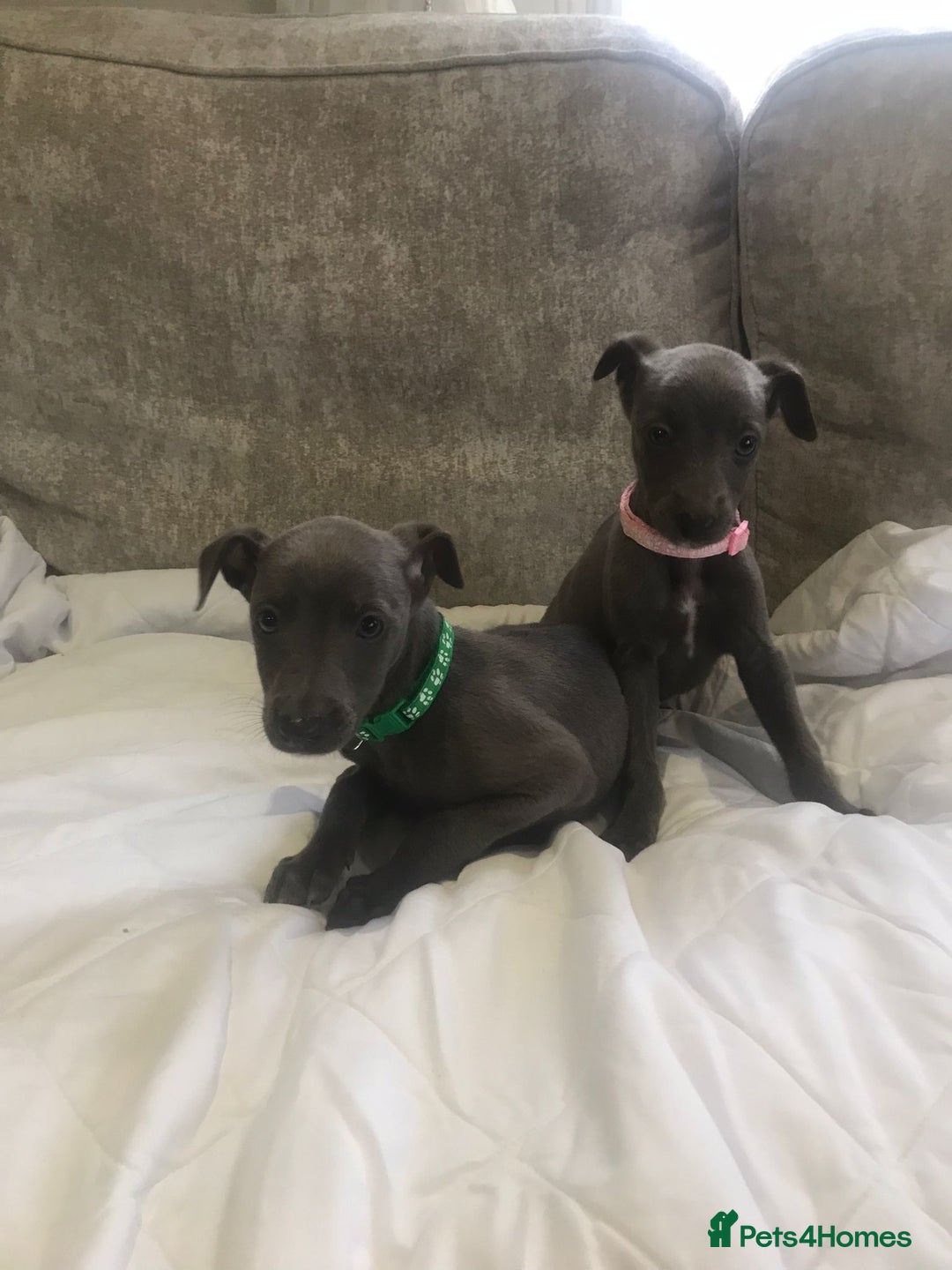 Whippet dogs for sale: Whippet puppies  - Image 8