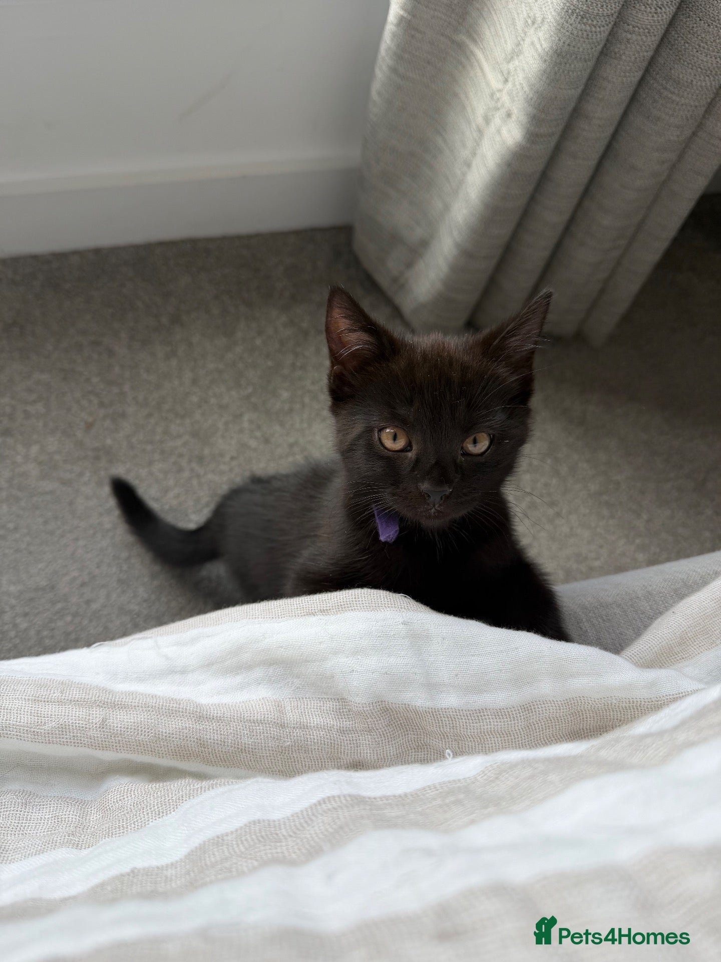 Mixed Breed cats Kitten 🐱  - Advert 3