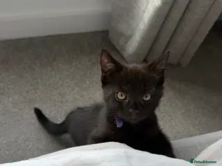 Mixed Breed cats Kitten 🐱 - Advert 3