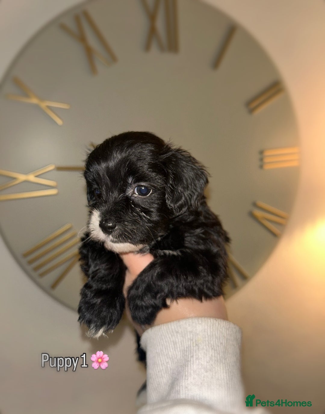 Shihpoo dogs for sale: Gorgeous Toy Shihpoo puppies - Image 8