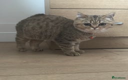 British Shorthair cats for sale: Black Golden Shaded Torbie - Image 4