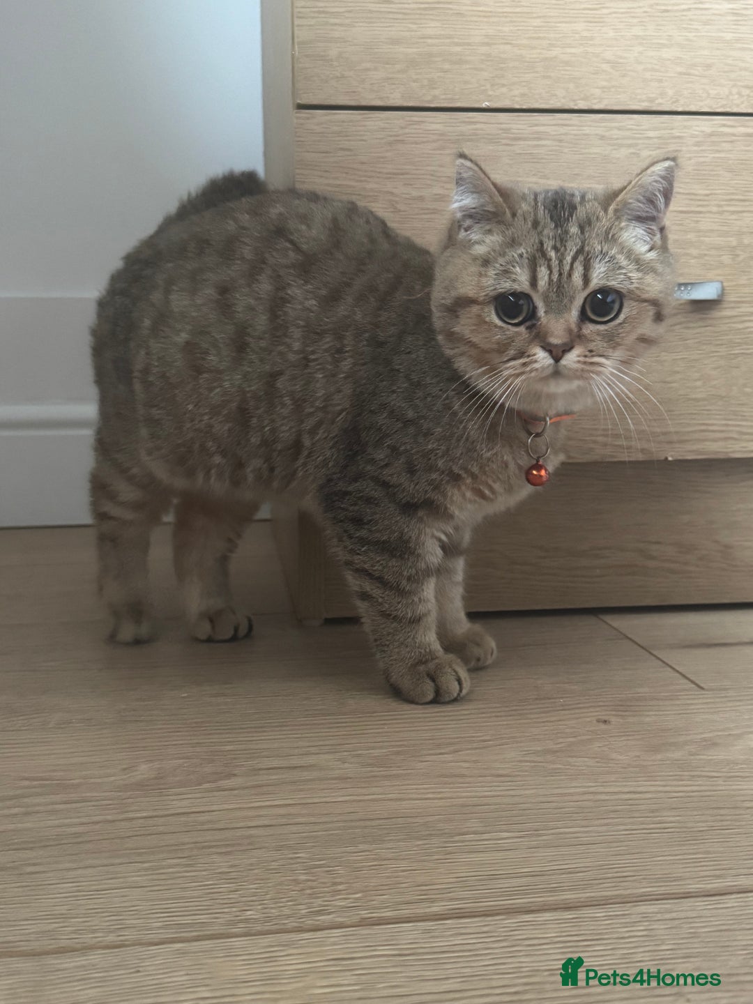 British Shorthair cats for sale: Black Golden Shaded Torbie - Image 4