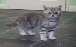 British Shorthair cats for sale: 🐾 charming pure British shorthair kittens 🐾 - Image 7