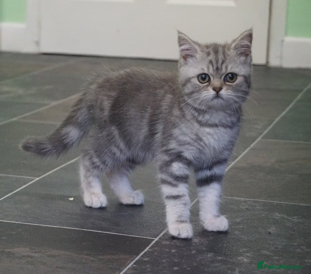 British Shorthair cats for sale: 🐾 charming pure British shorthair kittens 🐾 - Image 7