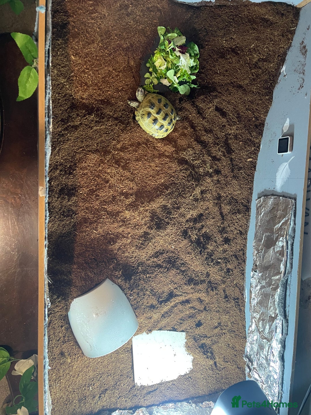Tortoise reptiles for sale: Selling my beautiful Russian tortoise. - Image 9