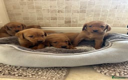 Labrador Retriever dogs for sale: Deep Fox Red KC FTCH labpups Health Tested Parents - Image 6