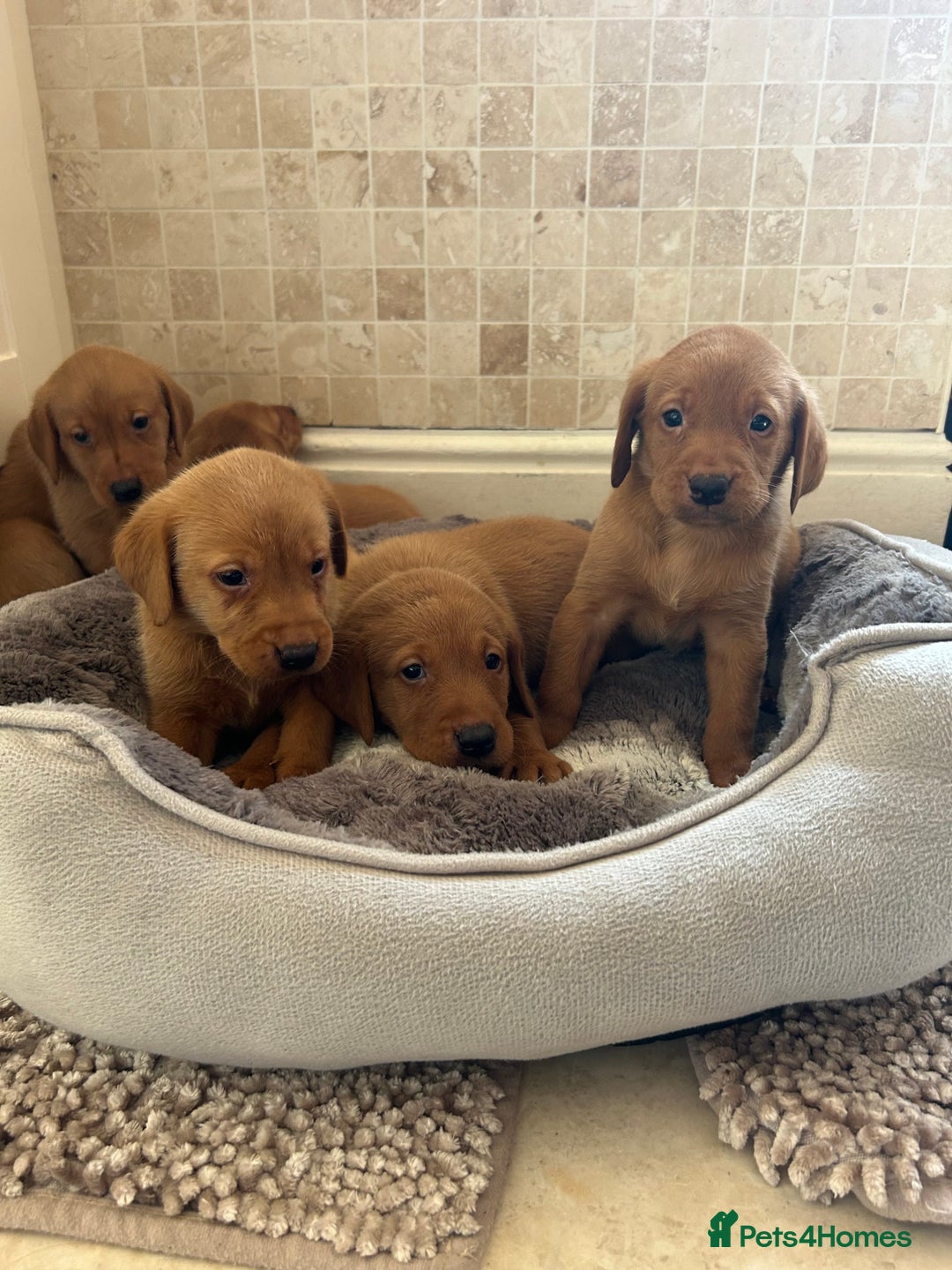 Labrador Retriever dogs for sale: Deep Fox Red KC FTCH labpups Health Tested Parents - Image 6