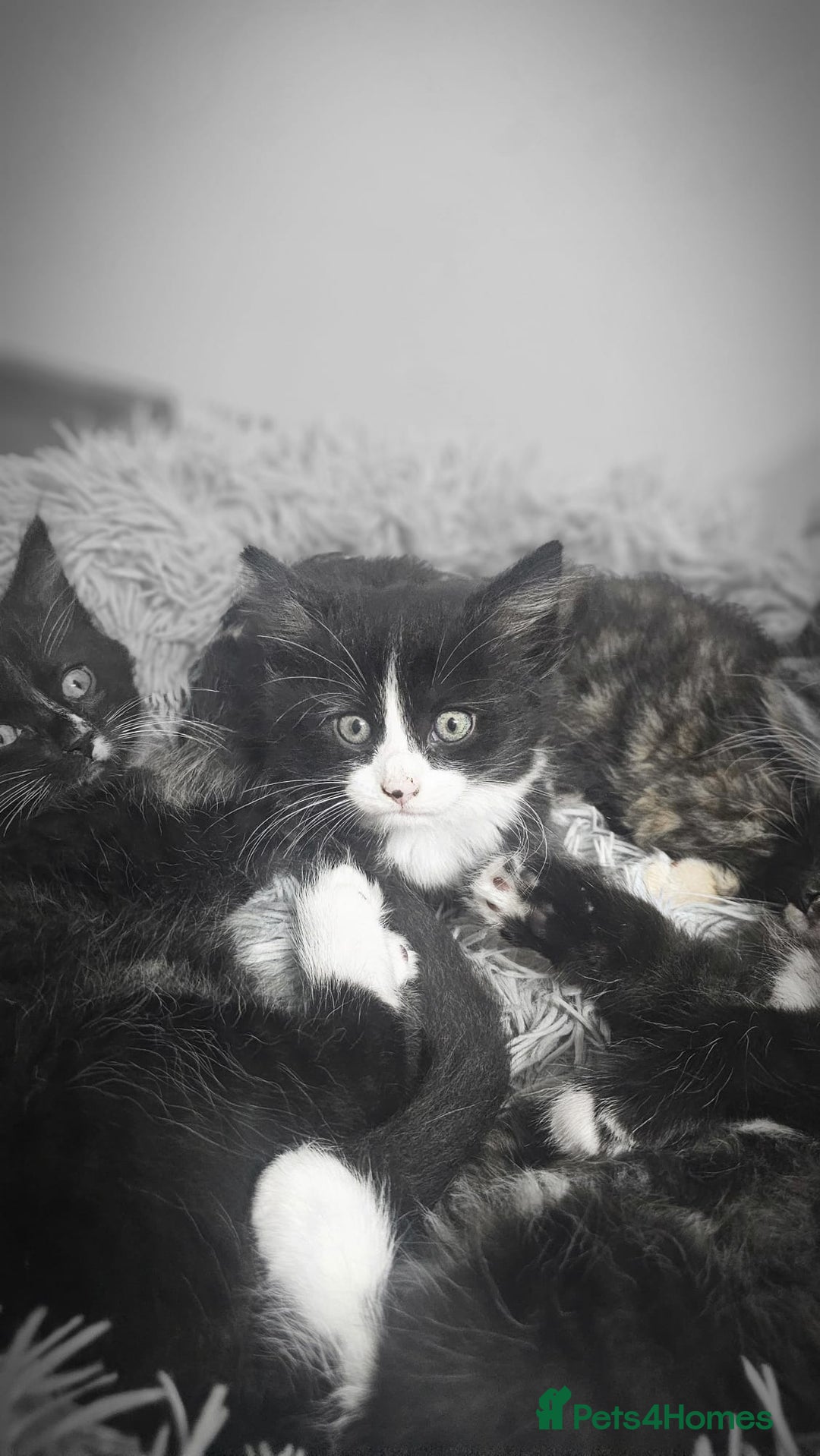 Mixed Breed cats for sale: Adorable 4 Kittens for Sale! - Image 13