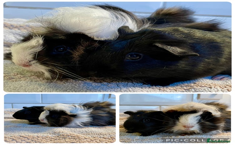 Guinea Pig rodents - Advert 6