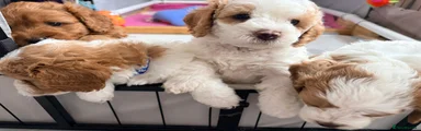 Cavapoo 3