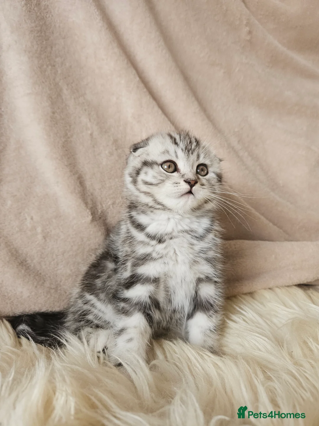 Scottish Fold cats for sale: Scotish fold beautiful kittens 😸  - Advert 12