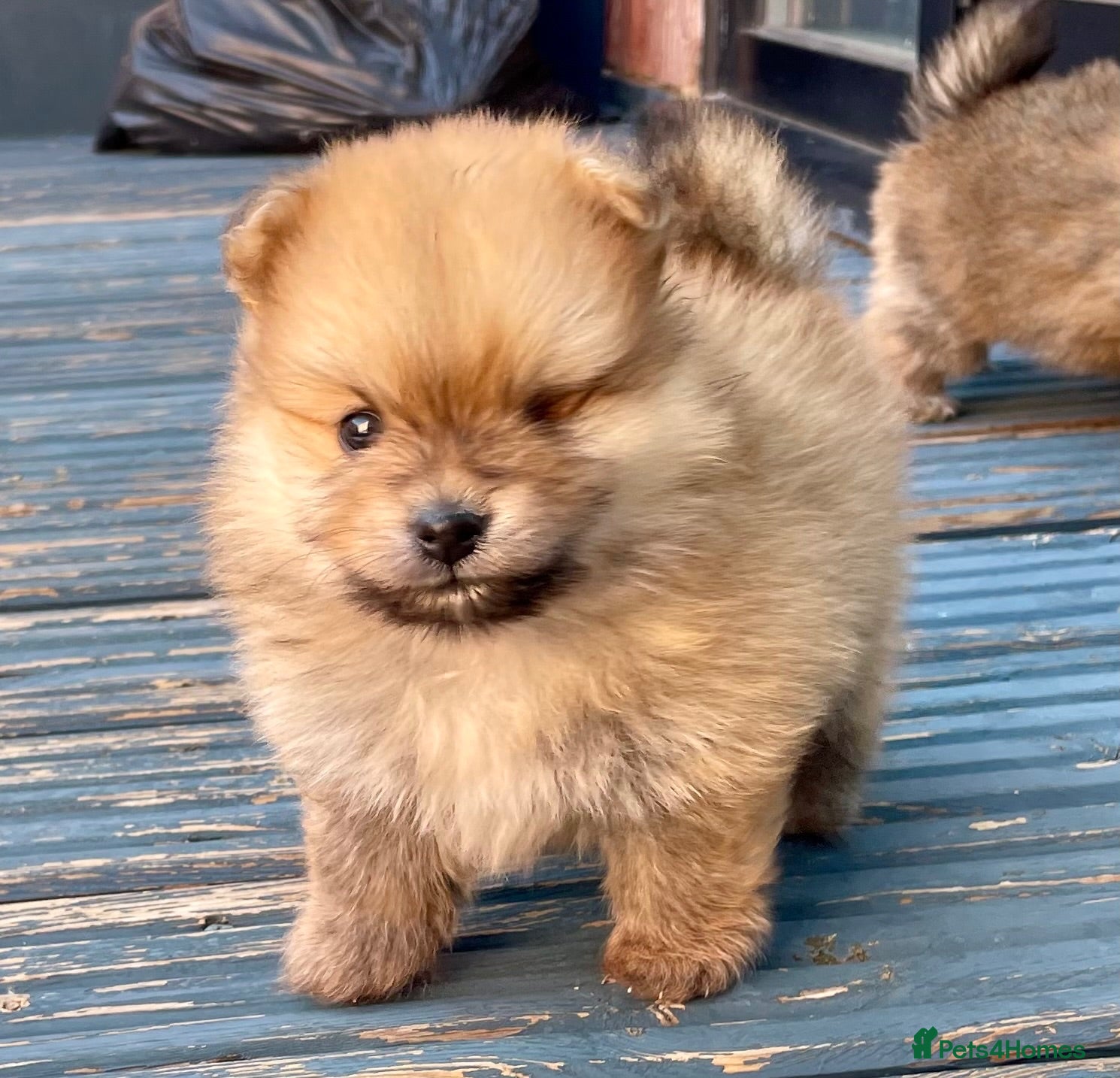 Pomeranian dogs Tiny Teddy Poms looking for their forever homes  - Advert 2