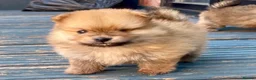 Pomeranian dogs for sale: Tiny Teddy Poms looking for their forever homes  - Advert 14