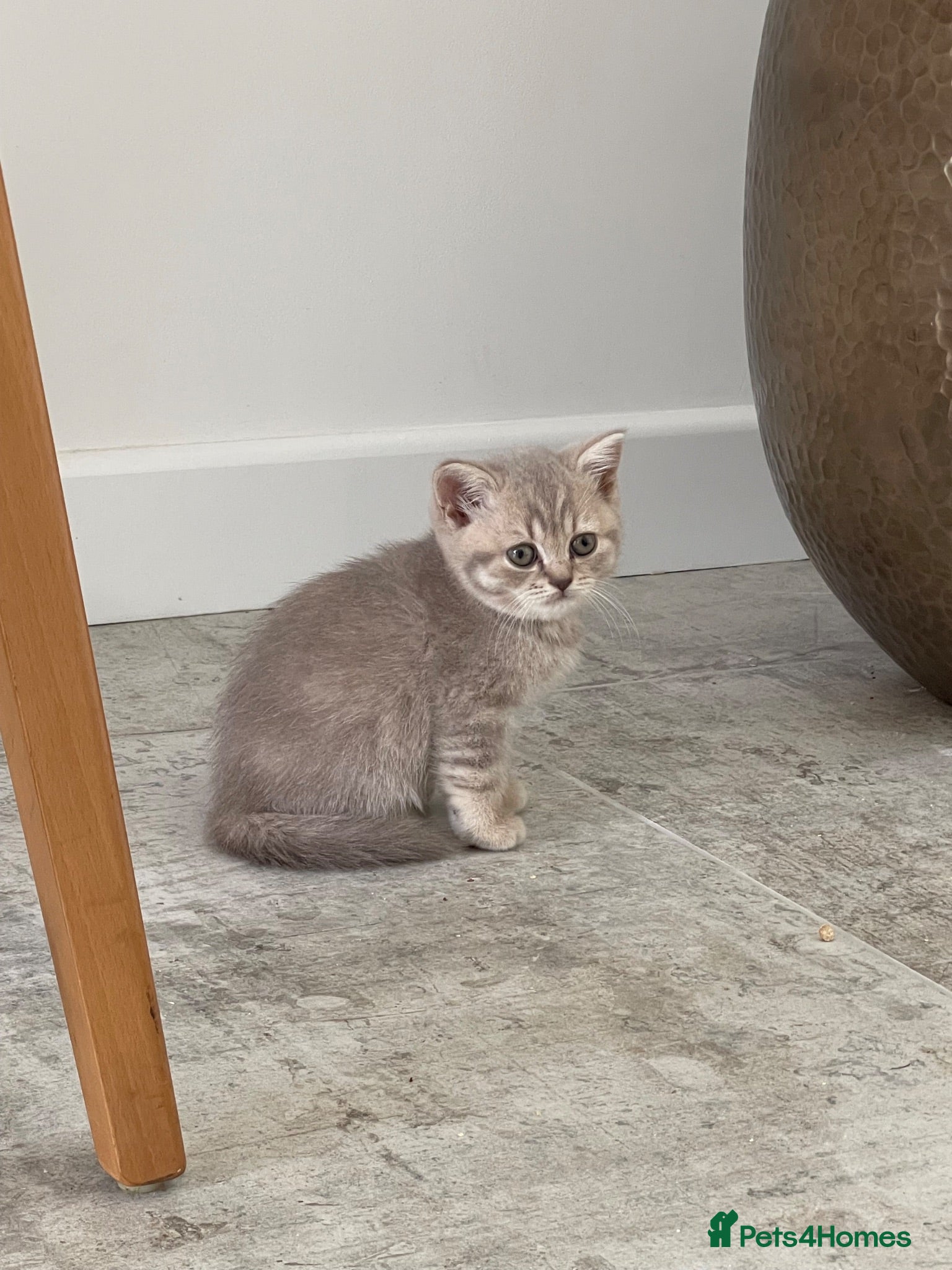 British Shorthair cats STUNNING LILAC SPOTTED TABBY GCCF FEMALE KITTENS  - Advert 1