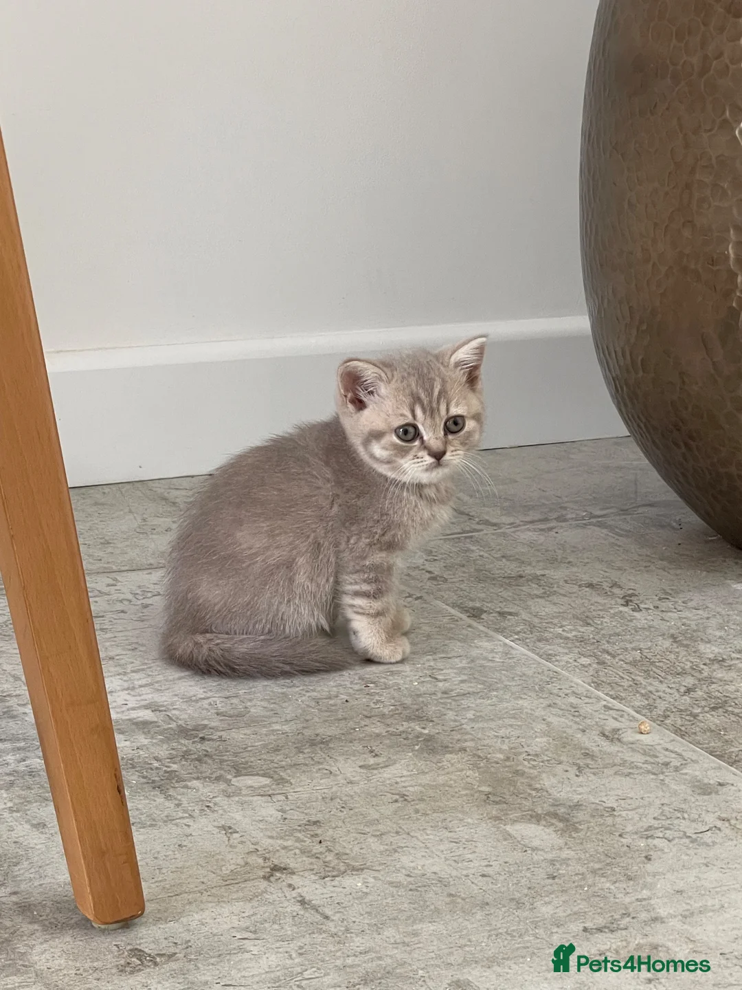 British Shorthair cats for sale: STUNNING LILAC TICKED TABBY GCCF FEMALE KITTENS  - Advert 1