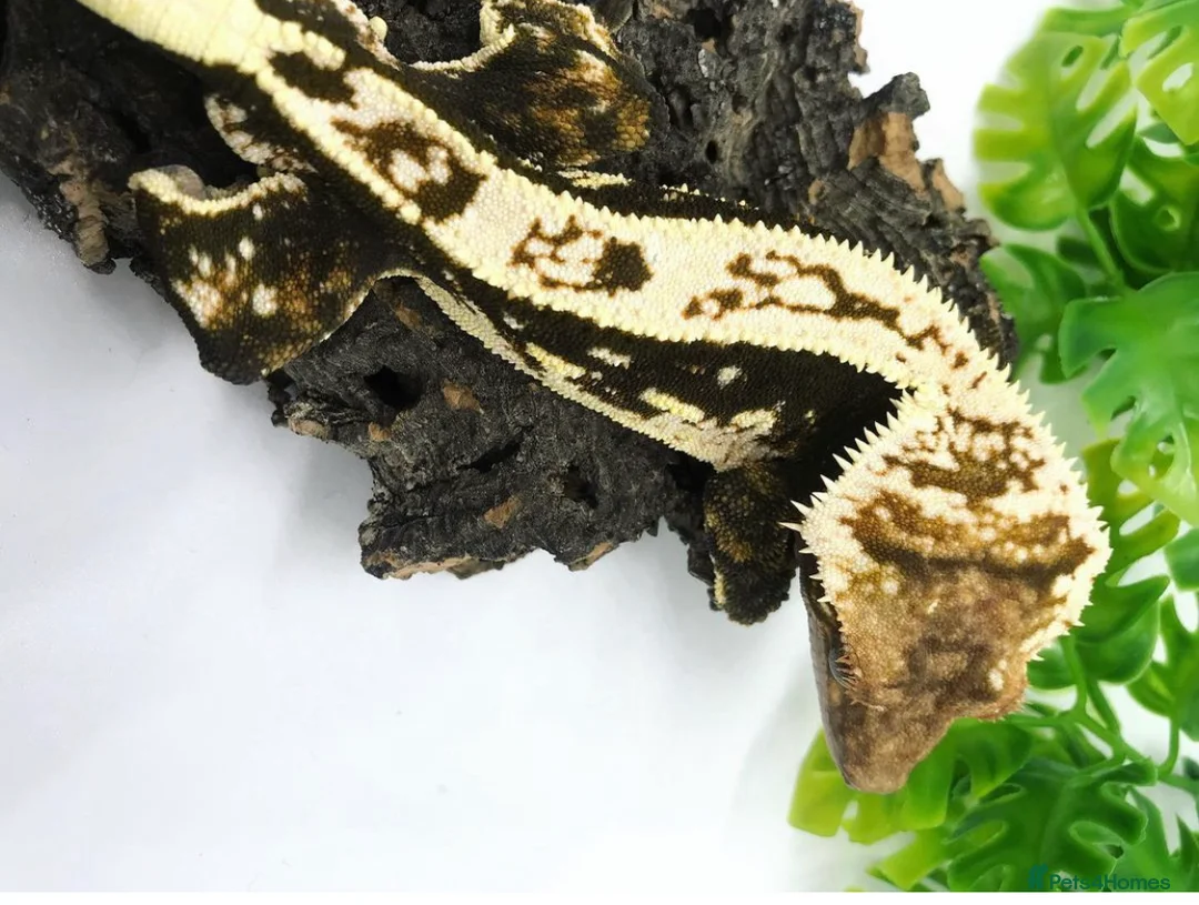 Gecko reptiles for sale: Crested gecko collection for sale - Proven Adults - Advert 11