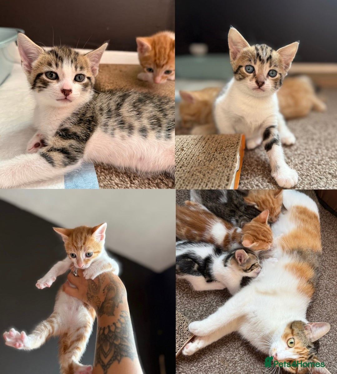 Domestic Shorthair cats for sale: Family-Raised Kittens, Friendly, Playful Ready Now - Image 28
