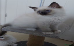 Ragdoll cats for sale: RAGDOLL SEAL POINT BLUE EYES READY NOW! - Image 17