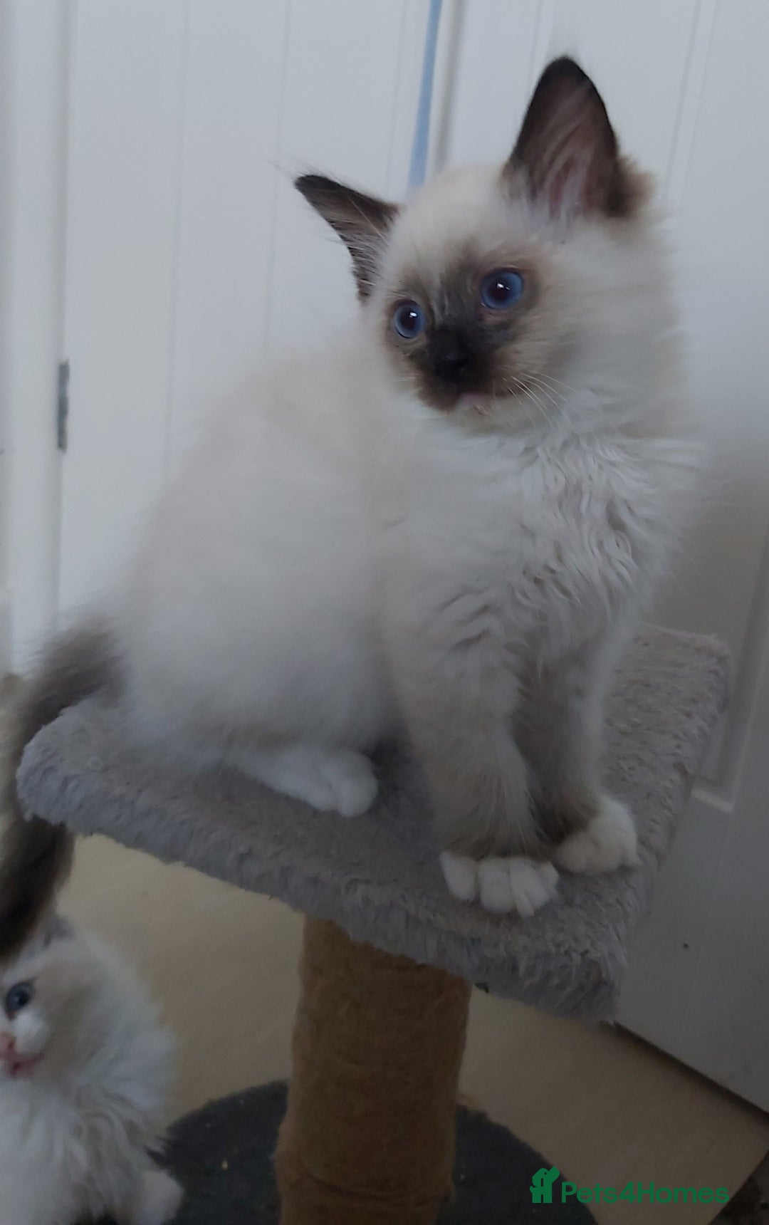 Ragdoll cats for sale: RAGDOLL SEAL POINT BLUE EYES READY NOW! - Image 17
