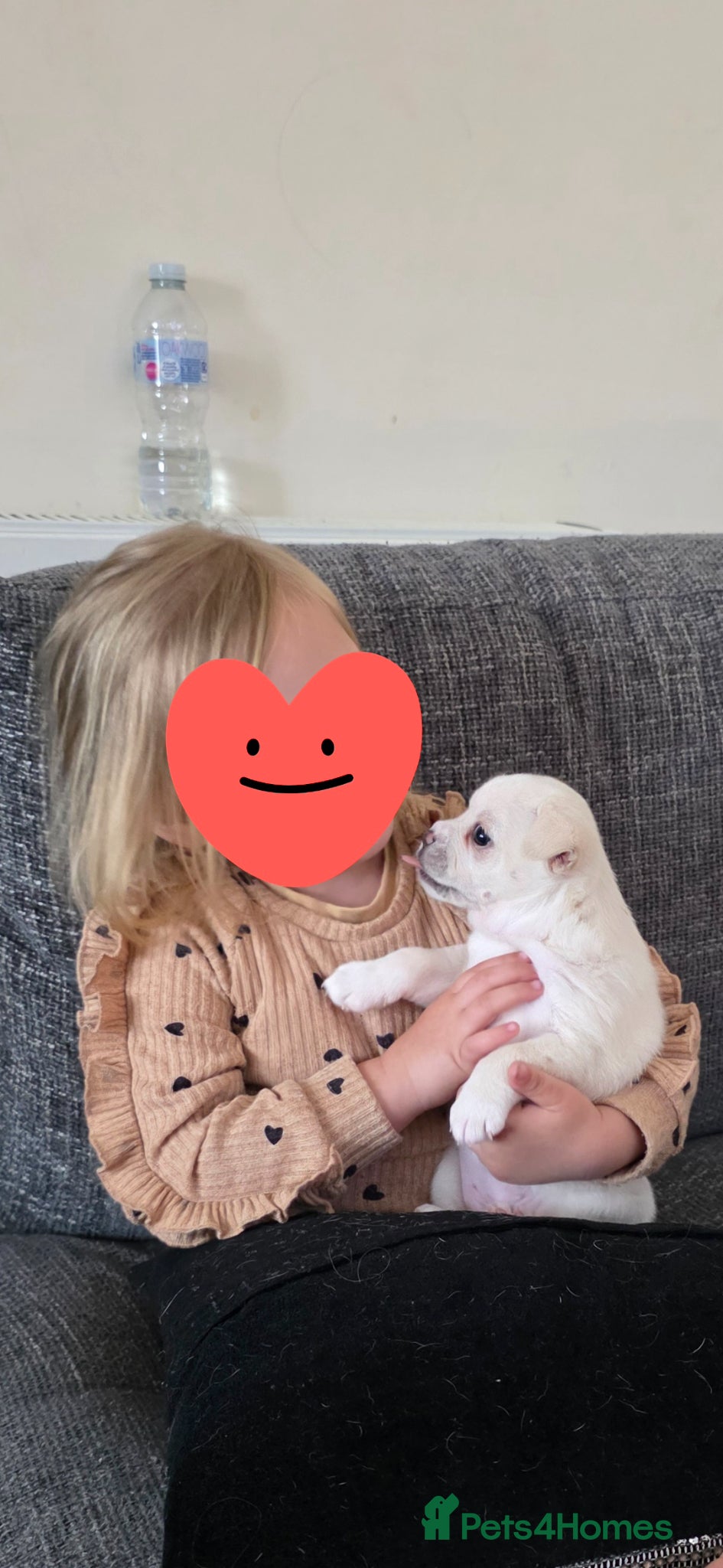 Mixed Breed dogs for sale: Beautiful little French Pom girl - Advert 3