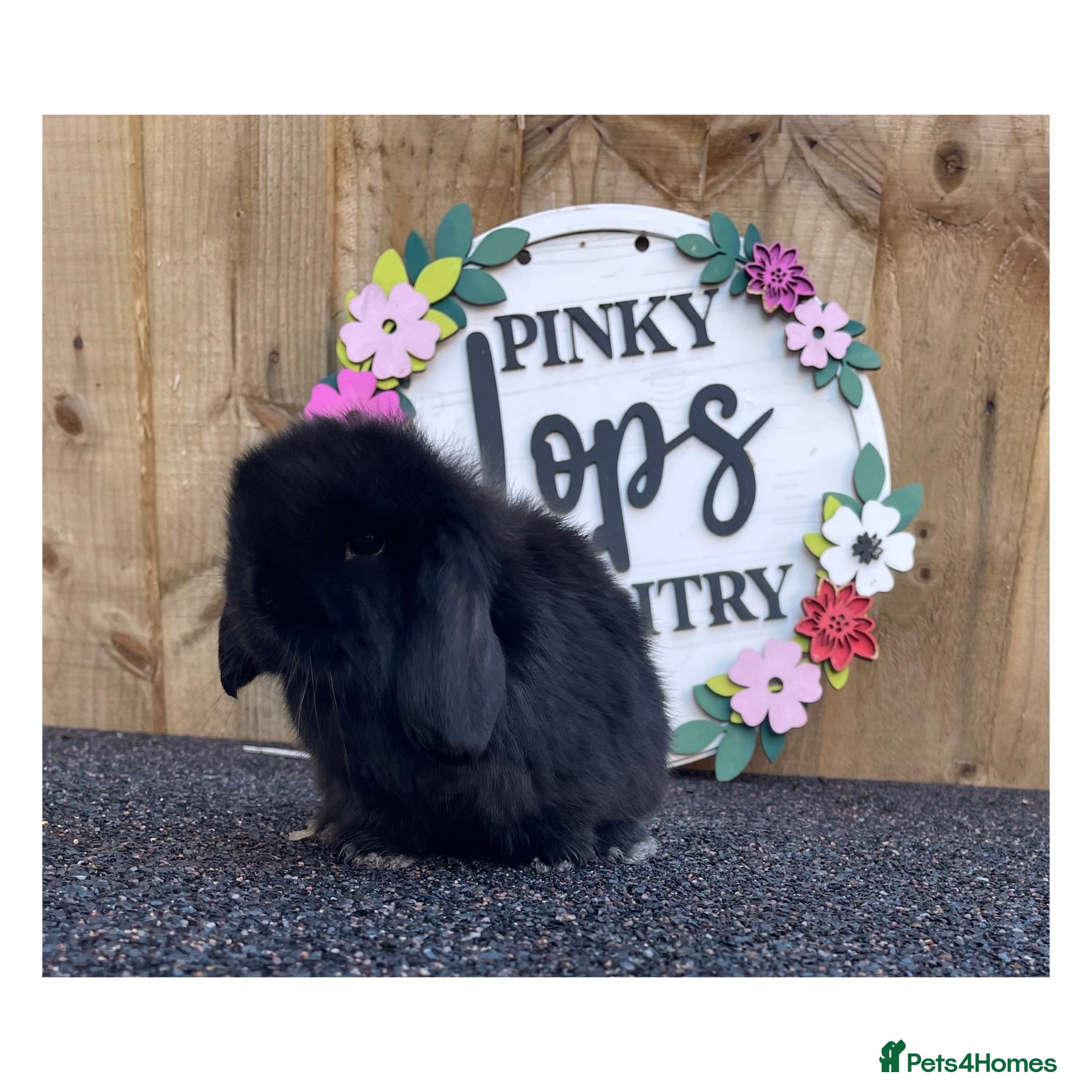Mini Lop rabbits Beautiful mini lops  - Advert 2