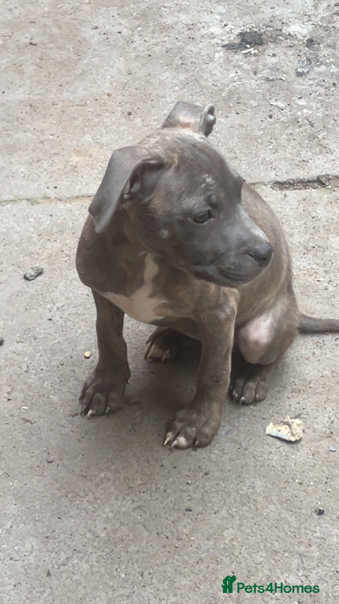 Mixed Breed dogs for sale: Staff x corso pups  - Image 1