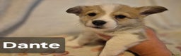 Welsh Corgi Pembroke dogs for sale: 8 Pembroke corgi puppy's - Advert 16