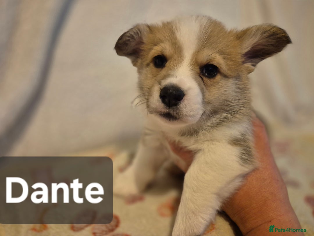 Welsh Corgi Pembroke dogs for sale: 8 Pembroke corgi puppy's - Advert 16