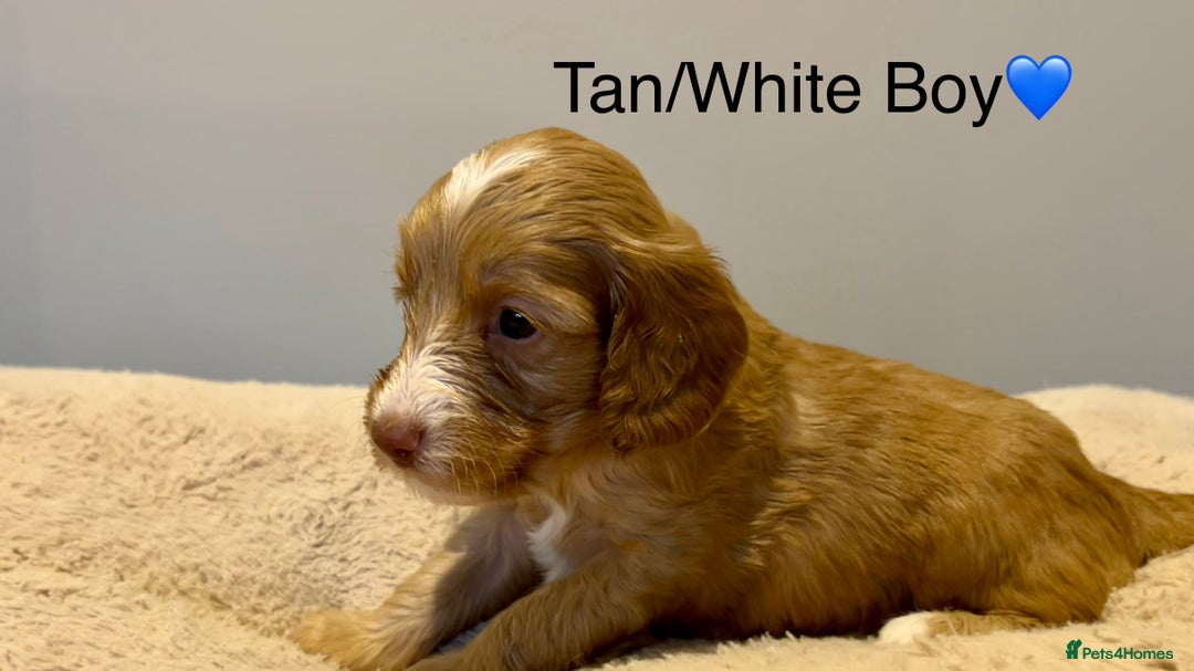 Cockapoo dogs for sale: 🐾STUNNING COCKAPOO PUPPIES🐾DNA TESTED PARENTS🧬 - Image 26