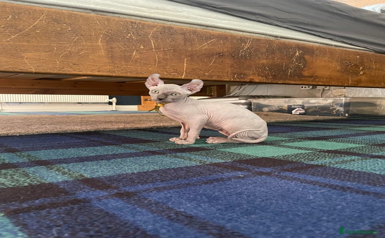 Sphynx cats - Advert 8