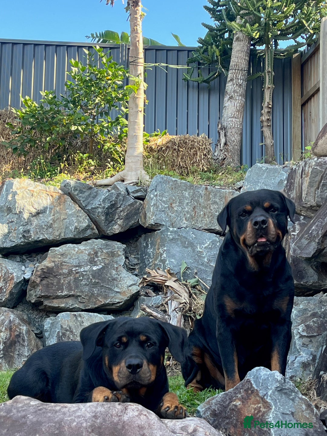 Rottweiler dogs for sale: Pure Bred Rottweilers Boys and Girls Available - Image 8