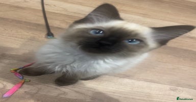 Ragdoll cats - Advert 15
