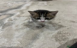 Mixed Breed cats for sale: Mixed breed kittens - Image 8