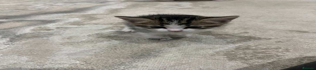 Mixed Breed Kitten 4