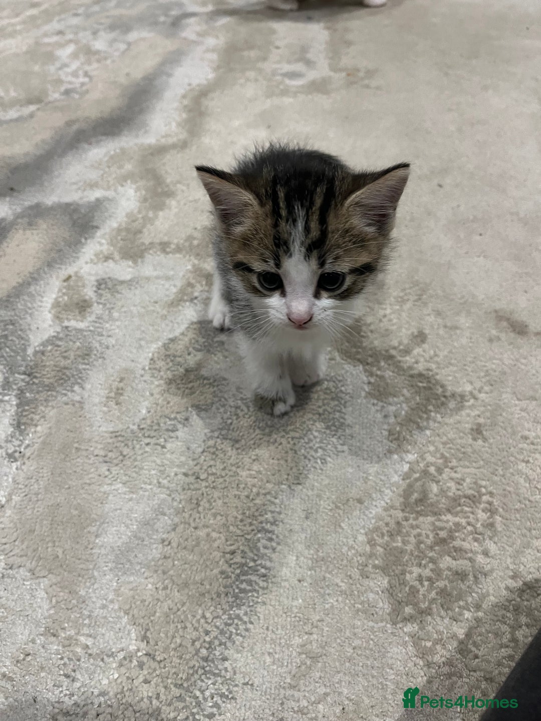 Mixed Breed cats for sale: Mixed breed kittens - Image 8