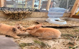 Lionhead rabbits for sale: Rabbits for sale  - Image 11