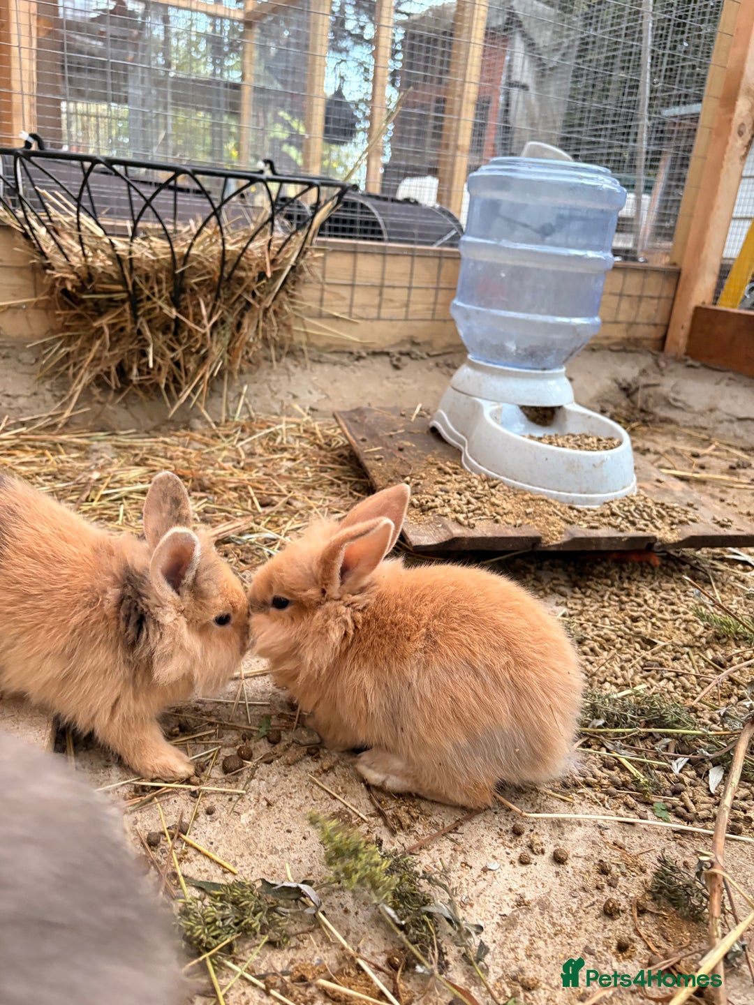Lionhead rabbits for sale: Rabbits for sale  - Image 11
