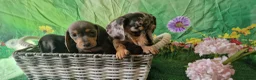Miniature Dachshund dogs for sale: Stunning smooth haired miniature dacshund - Advert 10