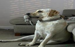 Labrador Retriever dogs for sale: Labrador Retriever 4 years old - Image 1