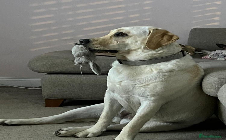 Labrador Retriever dogs - Advert 2