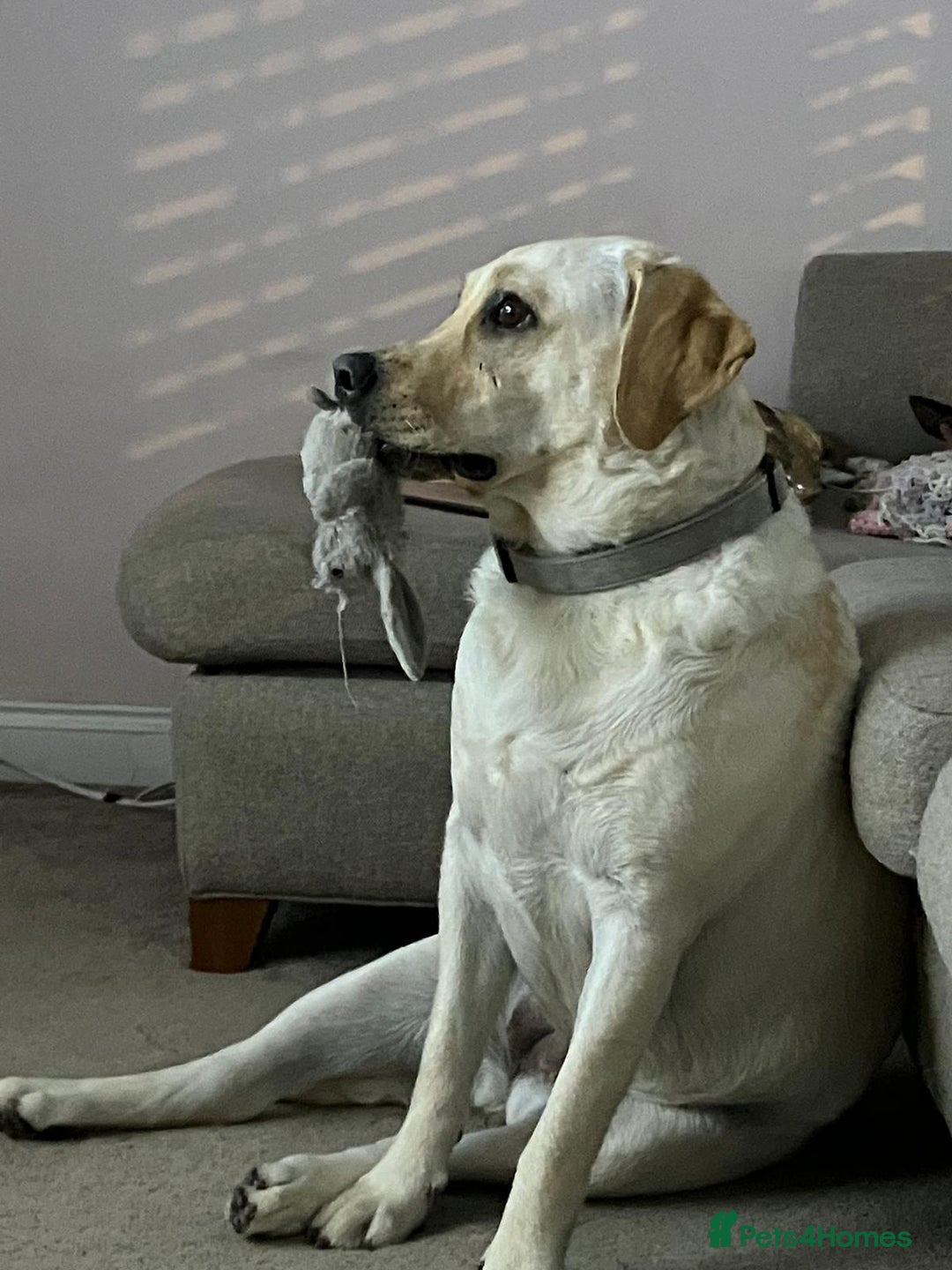 Labrador Retriever dogs for sale: Labrador Retriever 4 years old - Image 1