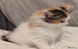 Maine Coon cats for sale: Maine Coon x Ragdoll kittens - Advert 4